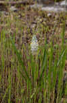 Atlantic camas